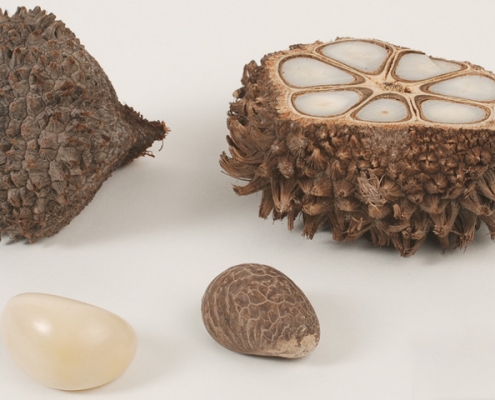 Mococha is where the seed of tagua grows